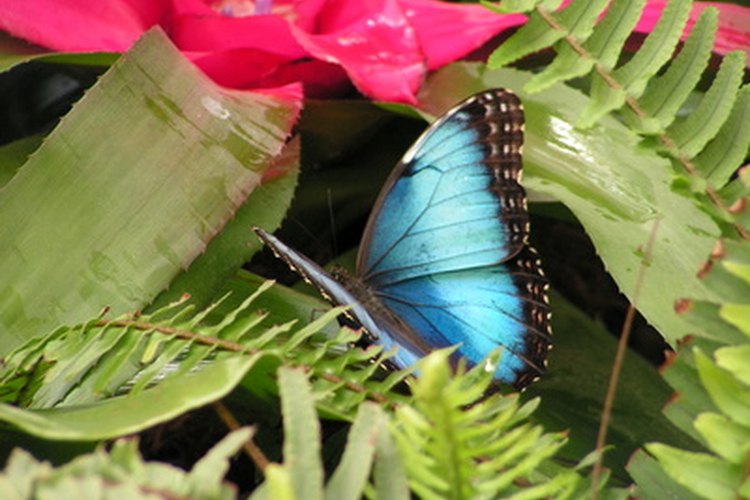 Aun cuando todas las mariposas azules son maravillosas, la más impresionante es la morfo azul.
