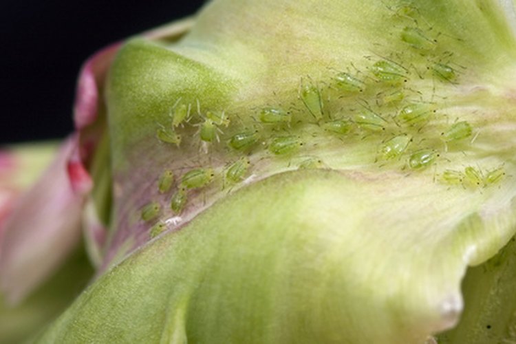 Las hormigas protegen a los áfidos y otros insectos que dañan a los árboles