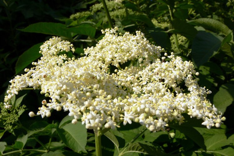 Las flores blancas del arbusto de saúco son la base del licor.