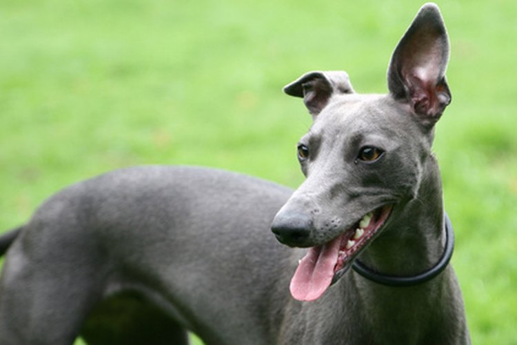 Los galgos son cazadores pequeños y de rápida visión que pueden ser los favoritos del hogar.