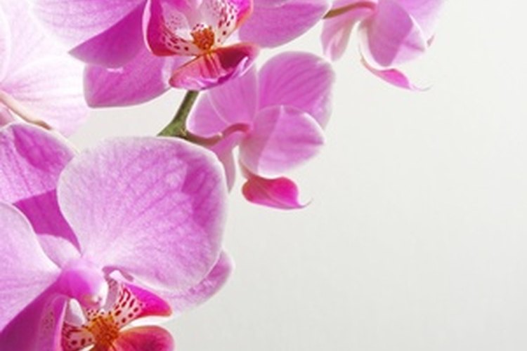 Los detalles de orquídeas se magnifican bajo el agua.