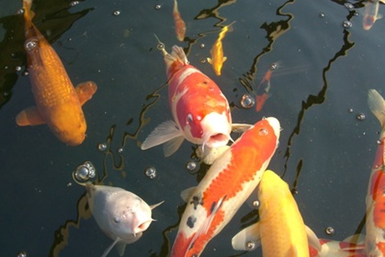 Los koi son miembros de la familia de ciprínidos.