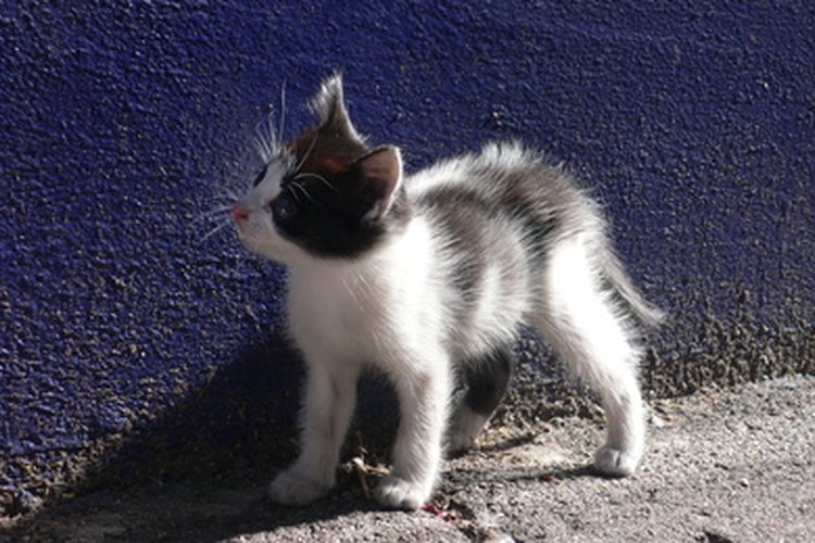 Una buena fórmula ayuda al gatito para ser saludable.