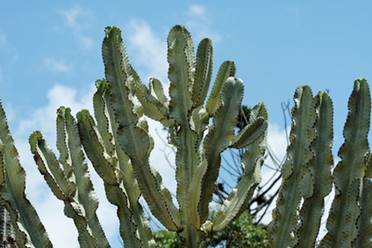 Candelabro Euphorbia.