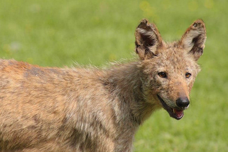 Los coyotes están presentes tanto en áreas rurales como urbanas.