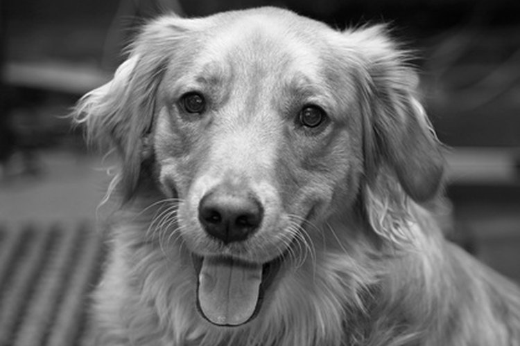 Mantén a tu perro feliz y saludable.