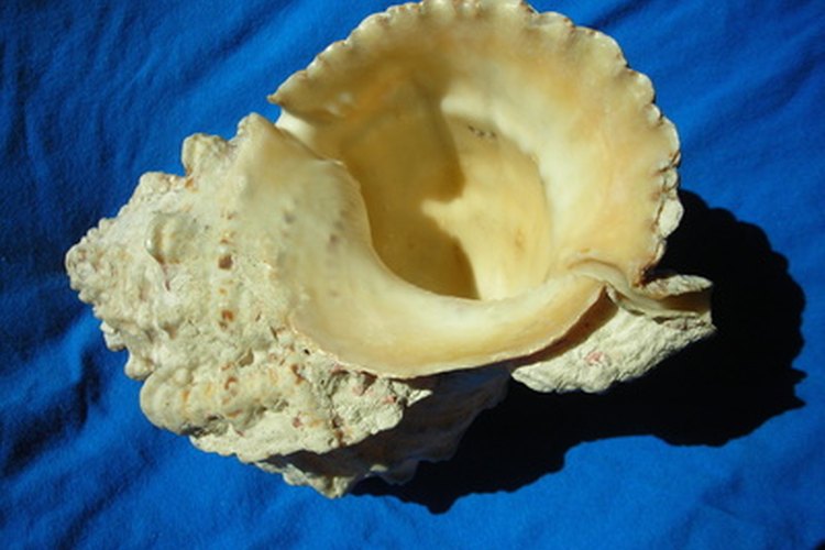 Ideas Para Decorar Con Conchas De Mar