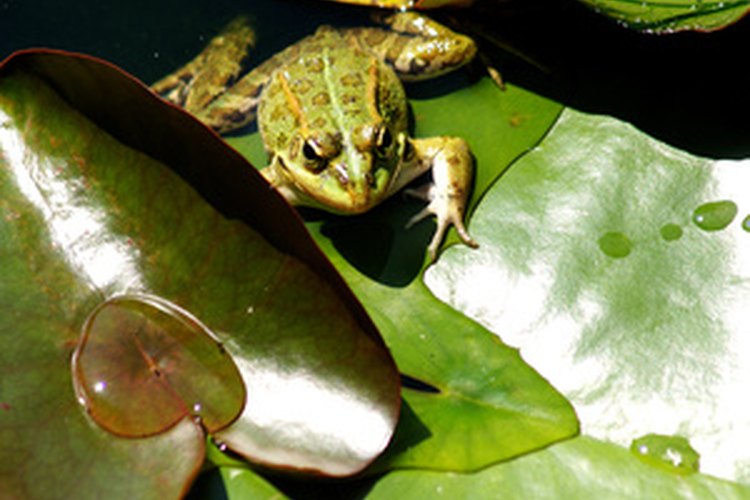Rana dorada de Panamá.