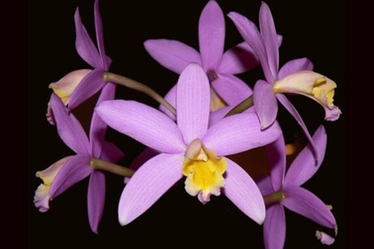 Un miembro de la familia cattleya a pleno; una flor fabulosa.