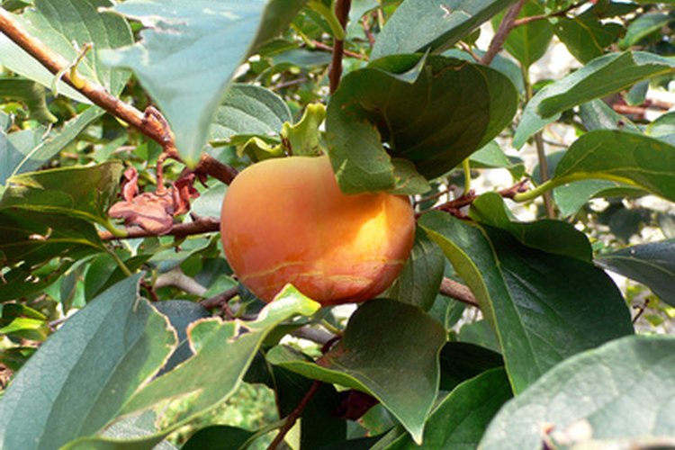 Los caquis están entre las frutas de herencia que crecen fácilmente en espacios más pequeños.