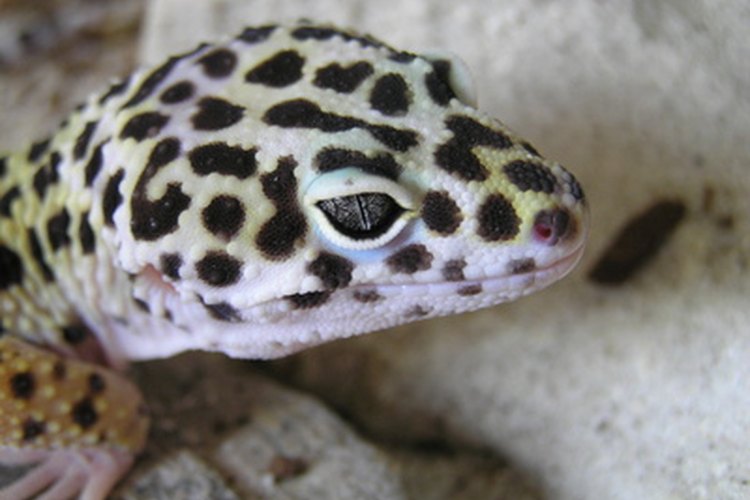 Los geckos leopardo son una de las especies de gecko más populares