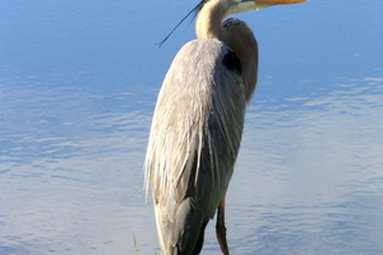 La gran garza azul adora pescar en un estaque pequeño.