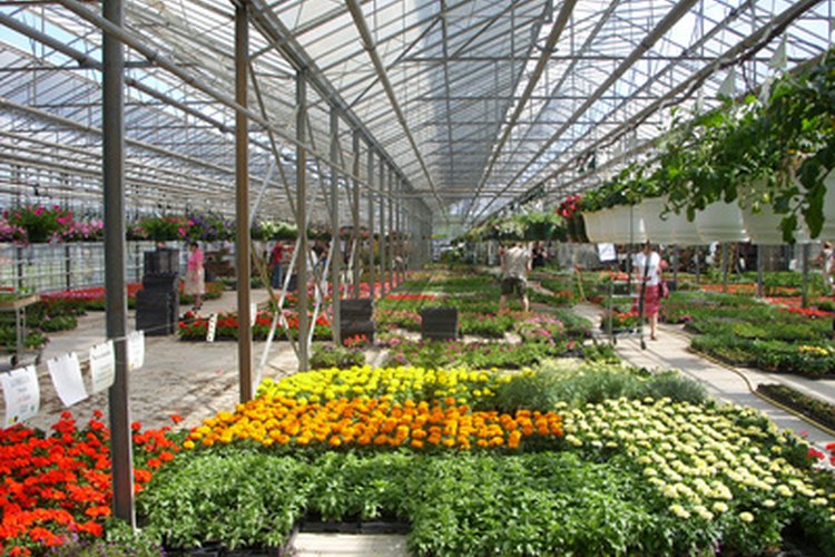 Compra anualmente los liliums a un centro de jardinería.