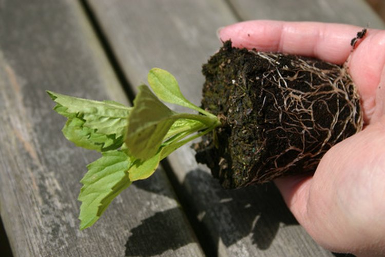 Las plántulas necesitan luz una vez que han germinado.