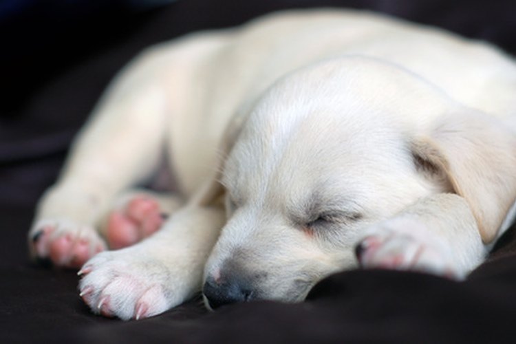 El sueño activo es importante para el crecimiento apropiado de los cachorros.
