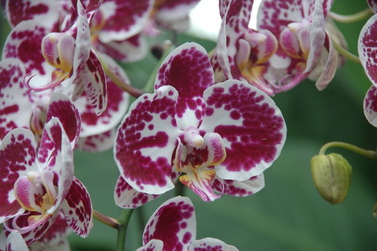 Una orquídea phalaenopsis híbrida, que se encuentra en muchas tiendas y que es muy popular por la extensión de tiempo en la que florece.