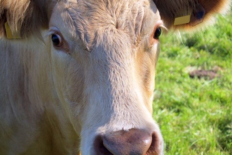 Todos los animales Charolais son de color blanco cremoso.