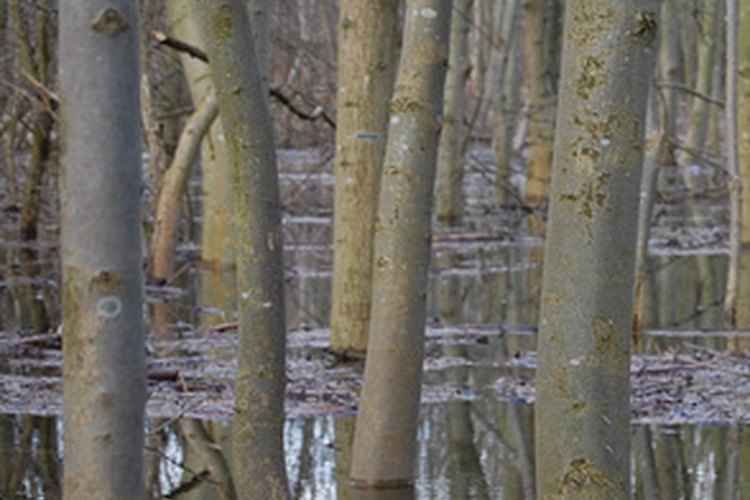 Las lluvias fuertes que caen sobre campos antiguos pueden resultar en peligros ambientales.