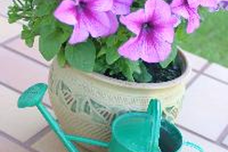Las petunias pueden conseguirse de múltiples colores.