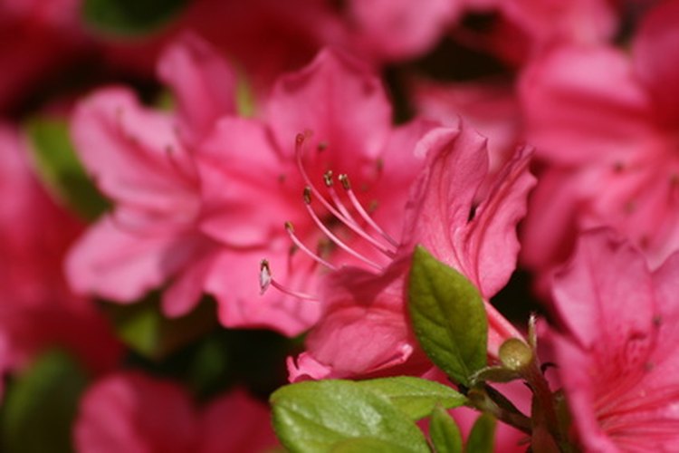 Las azaleas han sido por mucho tiempo las favoritas de los jardineros.