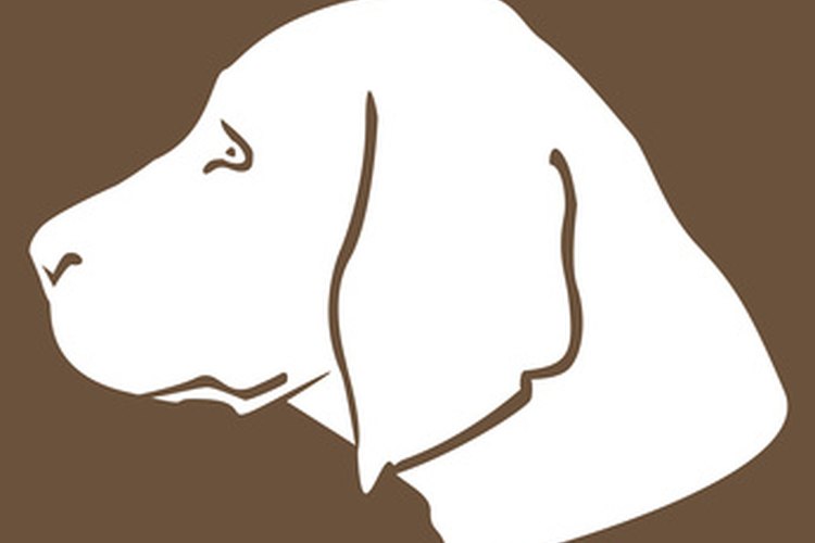 La nistatina es un antifúngico que puede ser usado en perros en forma oral o tópica.