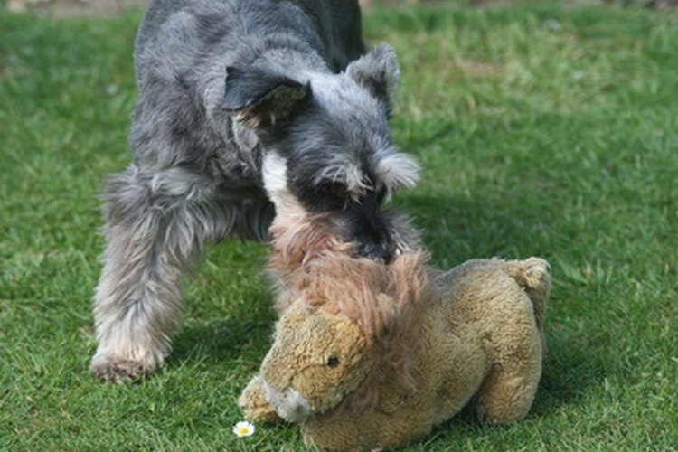 Los schnauzers gigantes son una raza grande, no gigante como tal.