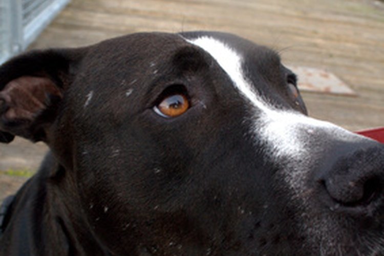 Ayuda a tu pitbull cachorro a subir de peso.