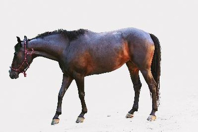 Alimenta a tu caballo con una preparación casera.