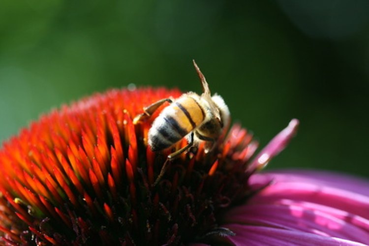 Las abejas obreras recogen polen y néctar de muchas plantas diferentes.