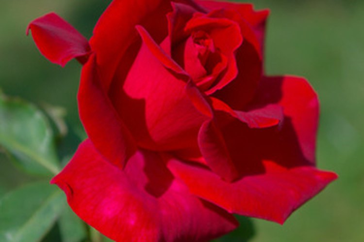 Las pequeñas y fragantes variedades de rosas crecen para atraer a los ruiseñores y a las mariposas.