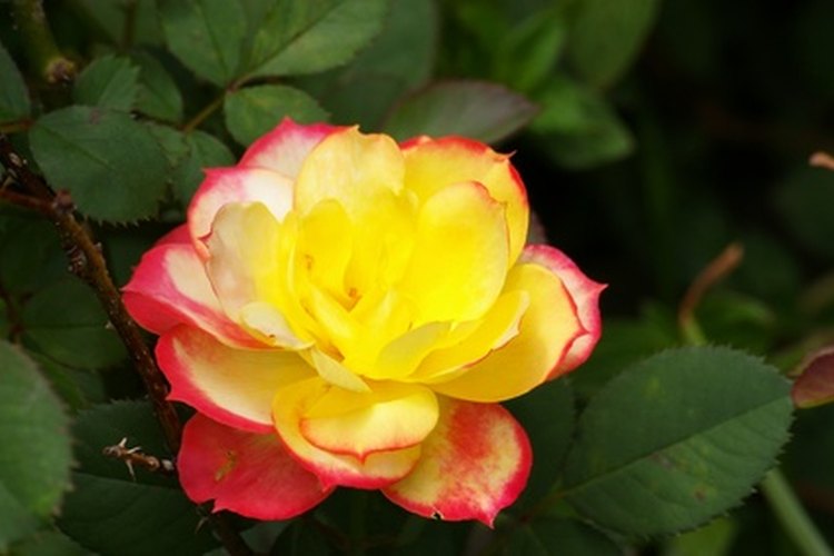 Las mini rosas requieren cuidados similares a las rosas de exterior regulares.