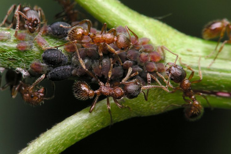 Hormigas.