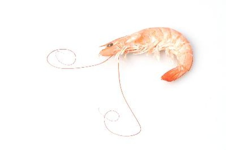 Cómo criar camarones de agua salada para venderlos.