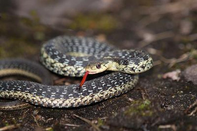 Cómo criar una serpiente como mascota.