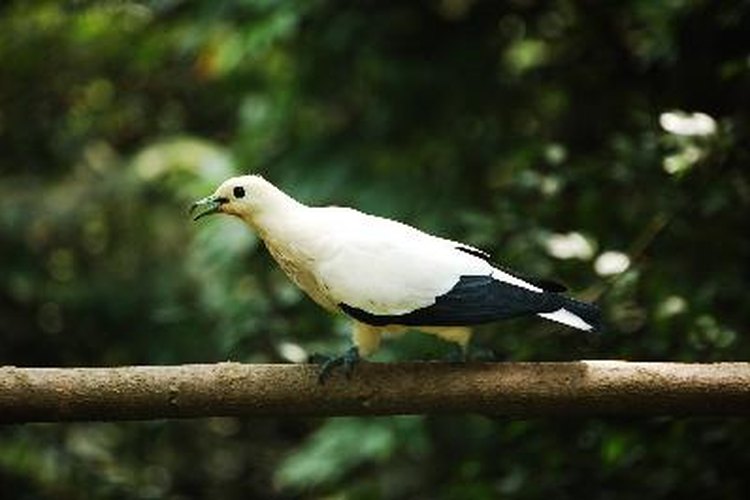 Las aves utilizan el sonido para ahuyentar a los depredadores, entre otras cosas.