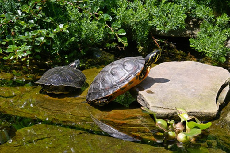 Las tortugas necesitan abandonar el agua para regular su temperatura corporal.