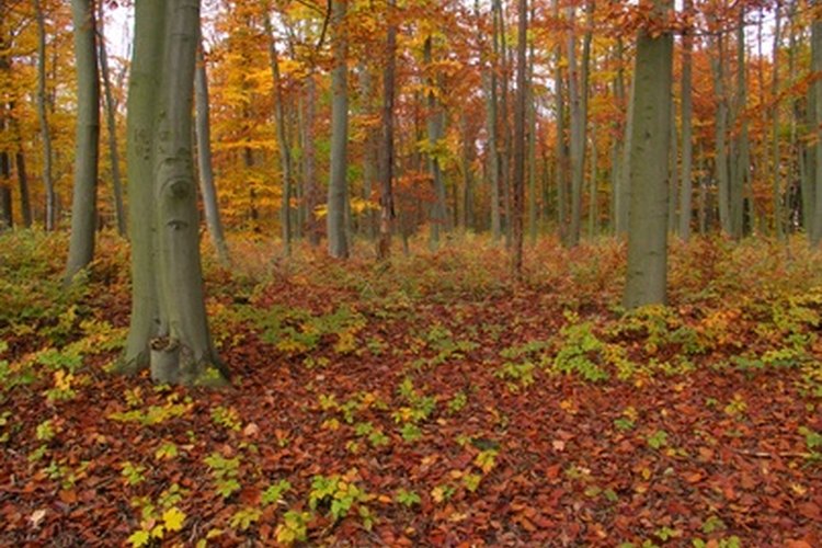 En el otoño, los árboles de hoja caduca dejan de producir clorofila (verde), lo que contribuye al follaje colorido.