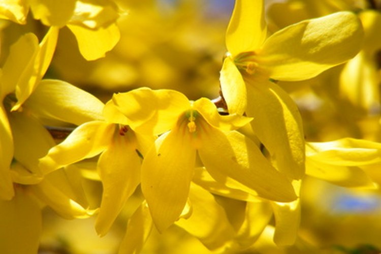 Las brillantes flores de la forsythia anuncian la llegada de la primavera.
