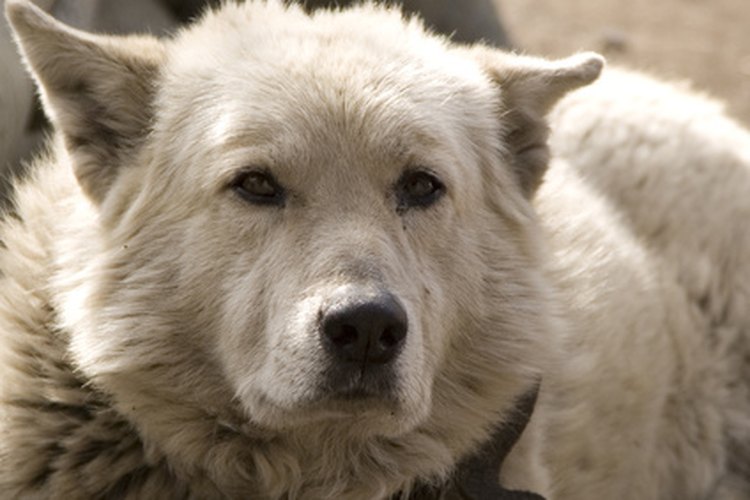 Los estornudos inversos suelen alarmar a los dueños de los perros, quienes pueden pensar que sus mascotas no pueden respirar.