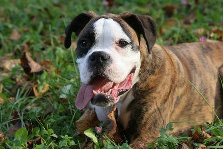 Tratamientos para la psoriasis canina.