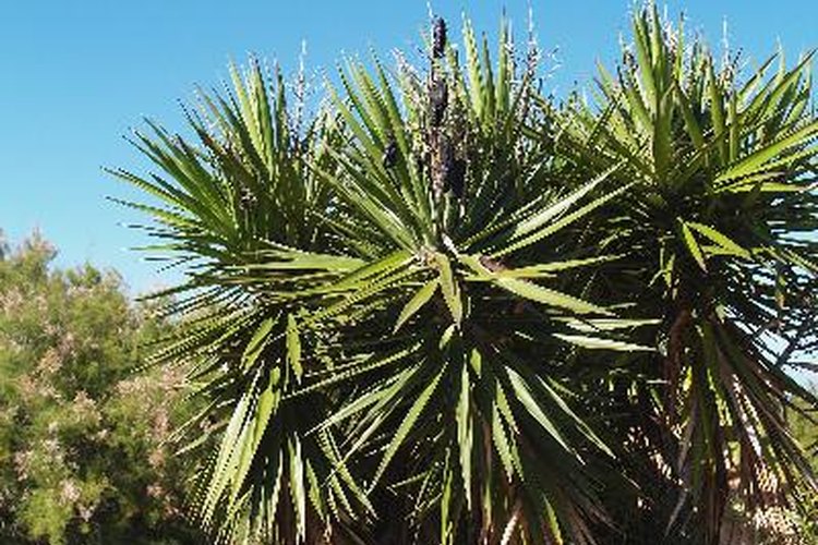 Toxicidad de la plantas drácenas.