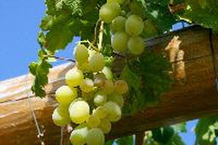 Las plantas de vid deben mantener una distancia adecuada para que puedan dar frutos de la mejor calidad.