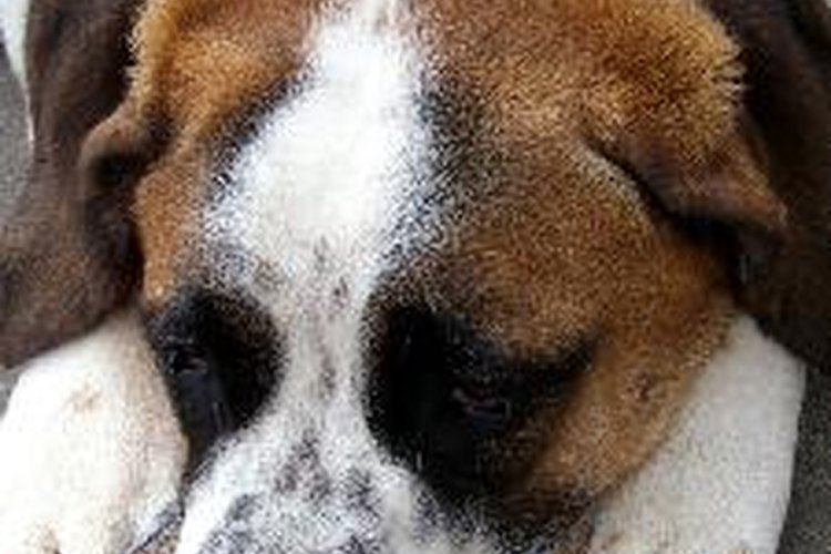 Las infecciones en el tracto urinario pueden hacer que el perro se sienta abatido.