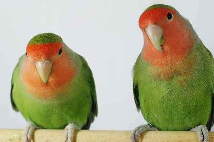 A pesar de que los periquitos se llevan bien juntos, dos pájaros hacen más ruido que uno.