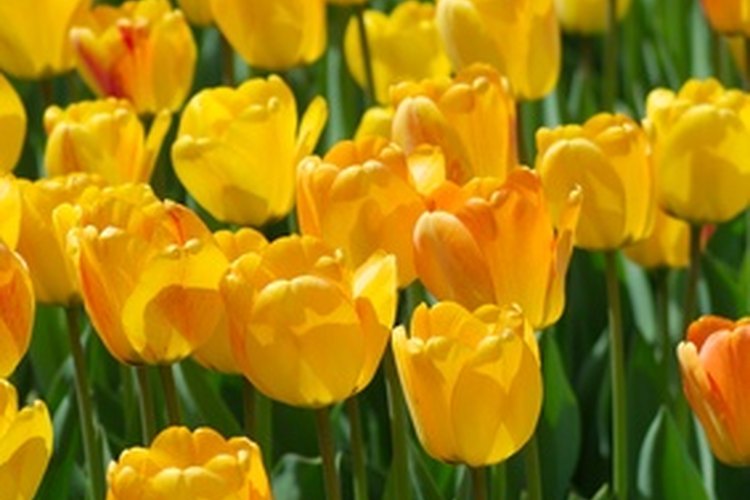 Campo de tulipanes.