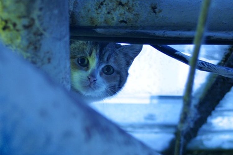 En raras ocasiones, la gata puede llegar a matar a su propia cría.