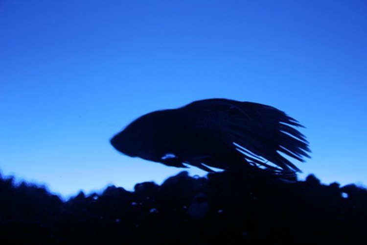 Los peces Betta añaden colorido e interés a un acuario.