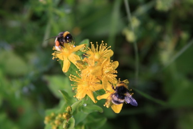 El ácido fórmico protege a las abejas contra el ácaro varroa.