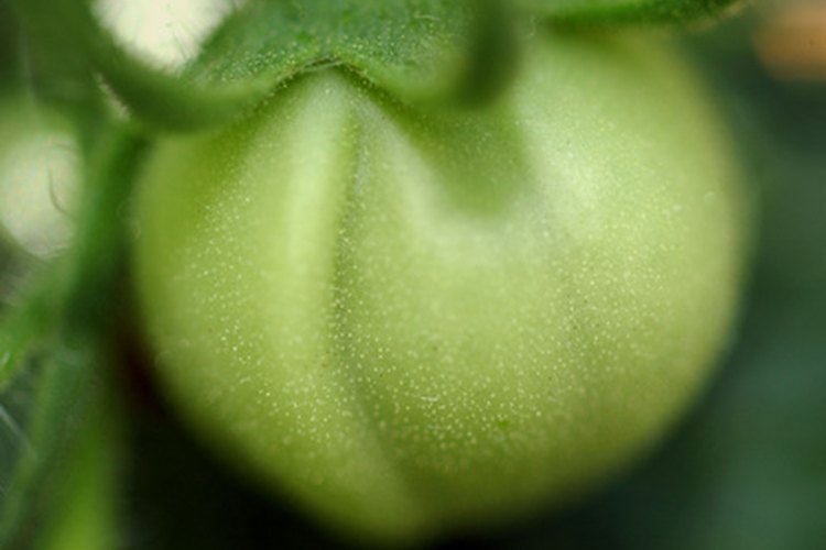 Tomate verde.