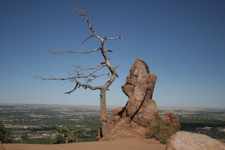 Los cactus crecen en algunas montañas.